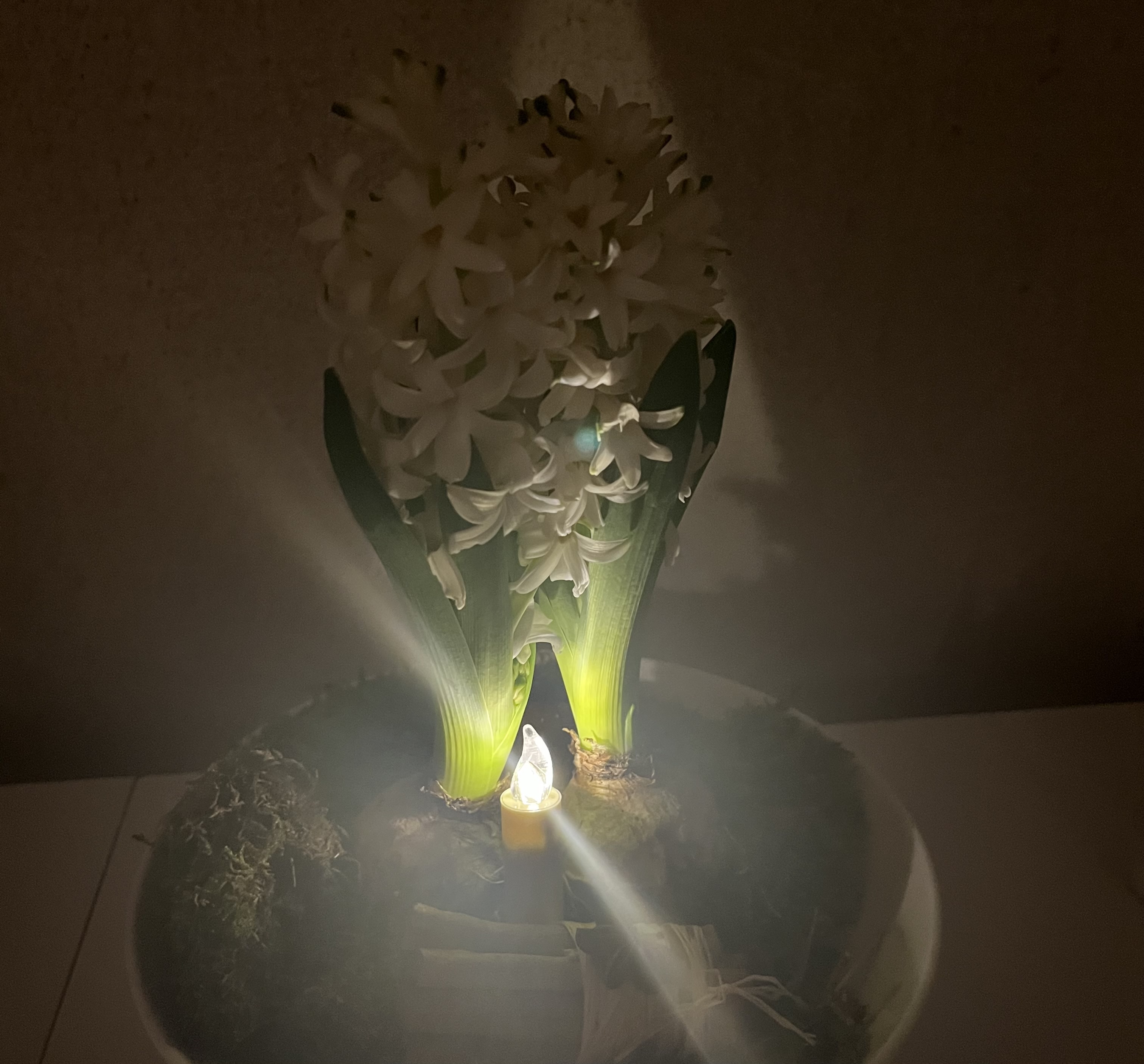 Bild på julljus med hyacint